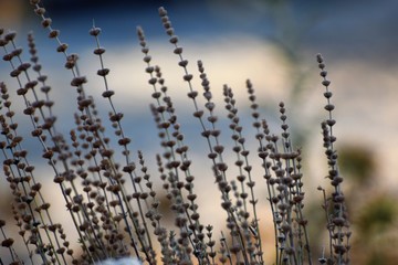 Beauty Cyprus Flower