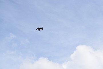 bird of prey