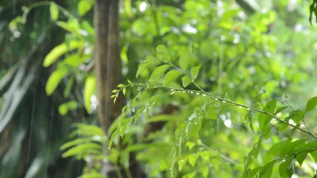 hard rain falling on orange jasmine leaf in garden
