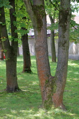 Grube pnie rosnących starych drzew w parku, starodrzew, trawa, w tle rozmyty mur