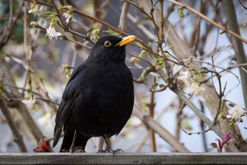 Blackbird