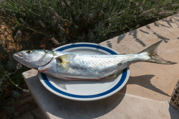 A freshly caught bluefish lies on a plate in the sun of Croatia.