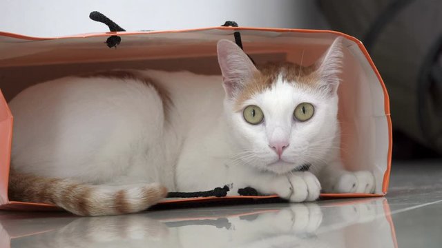 Cinemagraph of White and Ginger Domestic Cat Sitting in Paper Bag on the Floor