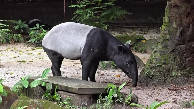 Malayan or Asian tapir (Tapirus Indicus) walking among trees and plants and sniffing ground with its nose trunk. Unusual exotic wild herbivorous animal foraging for food. Camera stays still.