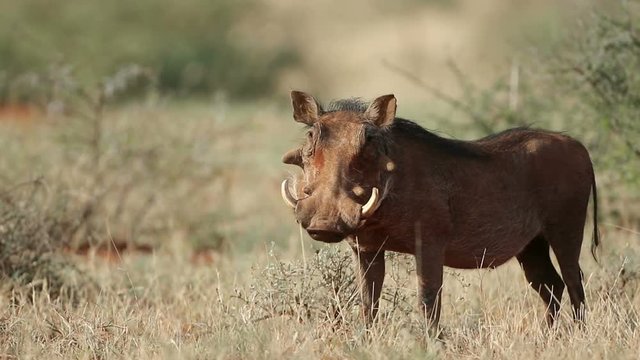 An alert warthog (Phacochoerus africanus) in natural habitat, South Africa