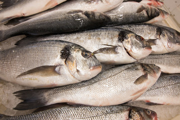 Freshly caught large dorads at a fish market in Croatia. Delicacy.