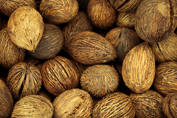 choice of tuberous plants