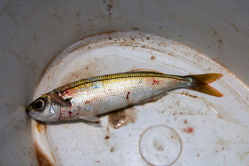 A freshly caught fish is lying in a plastic bucket.