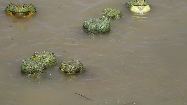 African giant bullfrogs (Pyxicephalus adspersus) mating and fighting in shallow water, South Africa