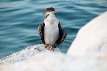 A small Cormoran  sleeps on the banks of the Adriatic Sea in the evening sun.