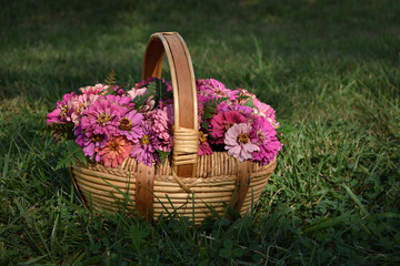 Fototapeta na wymiar a basket of pink zinnias