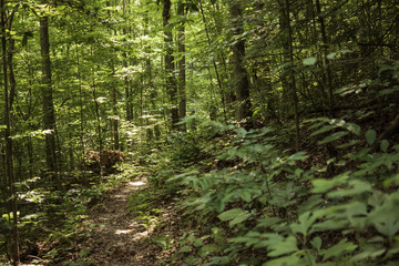 Woodland trail