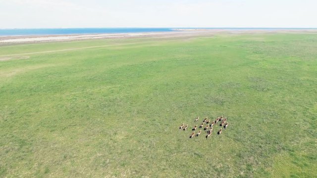 4K Drone Aerial footage of wild Moufflons running through green meadow. Day time. Dzharylgach island at spring. Kherson region near Ochakov city, Ukraine