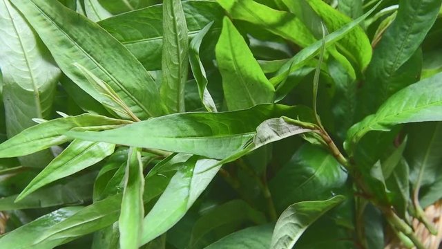 Vietnamese Coriander rotation
