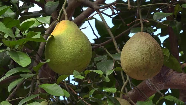 Ripe pomelo on a tree. China