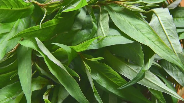 Vietnamese Coriander rotation
