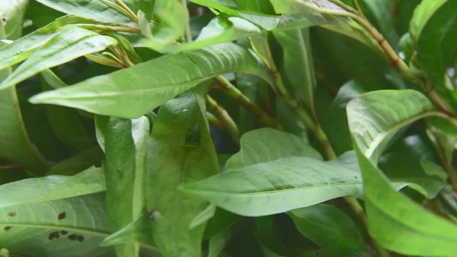 Vietnamese Coriander rotation
