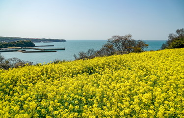 菜の花　長崎鼻