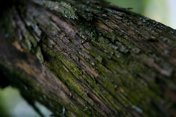 Tekstura kory starego drzewa 