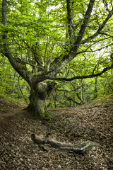 Scenic and big oak at spring in Spain (Leon, Medulas)