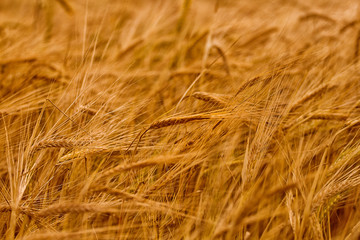 Wheat field on the bright summer day