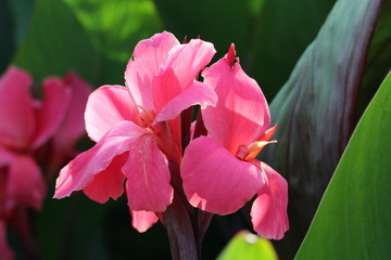 Blume pink