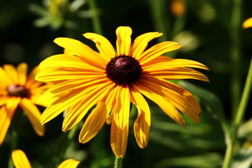 Blume gelb