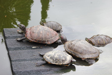 Fototapeta premium Turtles in a pond on a ramp and in water in a cactus greenhouse