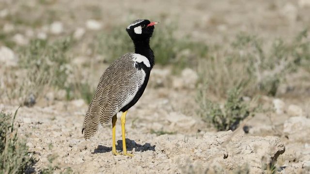 Male white-quilled bustard (Afrotis afraoides) calling, Etosha National Park, Namibia