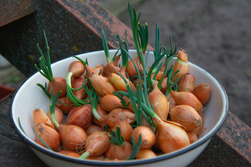 Naklejka na ściany i meble Sprouted onions lie in an old enamel bowl. Sprouted onions for planting. Country style.