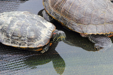 Turtles in a pond on a ramp and in water in a cactus greenhouse