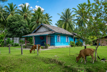 Cows grazing in an Indonesian backyard