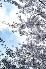 fioritura dei ciliegi