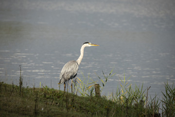 Heron, Egret. Ardea cinerea