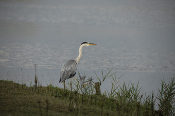 Heron, Egret. Ardea cinerea