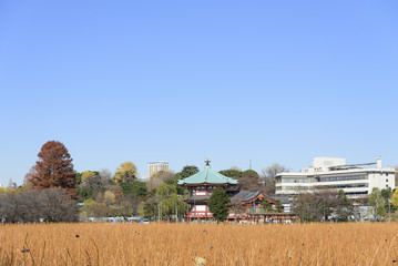 ハスが枯れた冬の不忍池と弁天堂（台東区上野公園）