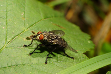 Close-up of gray wild flies Sarcophaga carnaria