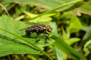 Macro side view of gray fly Sarcophaga carnaria on green leaf