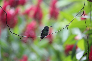 Kolibri