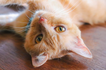 orange cat with orange eyes lie about