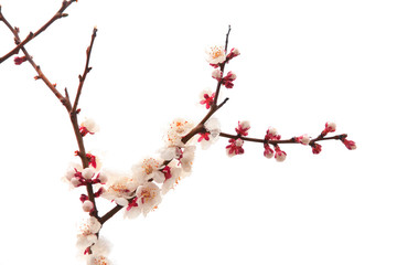 Apricot blossom in spring, white background.