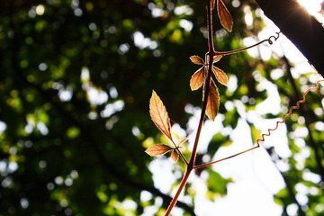 Beatiful sunlight with Back light natural on leave branch in the forest 