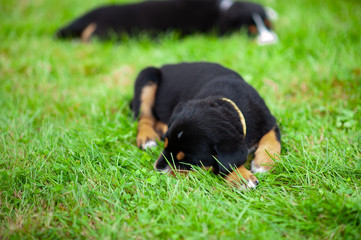 Sweet little puppy of Great Swiss Mountain Dog sleeping on the lawn