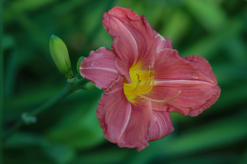 Flower C1