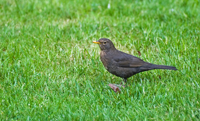 auf der gr&uuml;nen Wiese