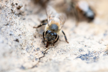 African Honey Bee