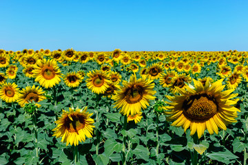 Beautiful sunflower field in the afternoon