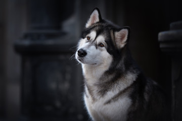 Malamute Mädel