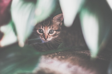 Cute tabby little kitten in the grass