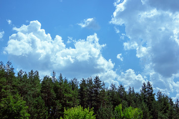 Sky with clouds and the tops of coniferous forest